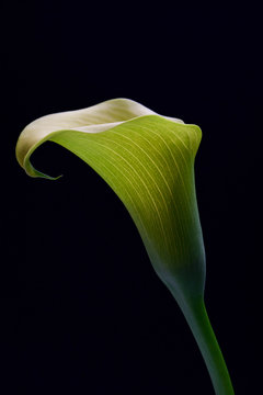 elegante gr&uuml;ne calla aronstab bl&uuml;te vor schwarzem hintergrund freigestellt 