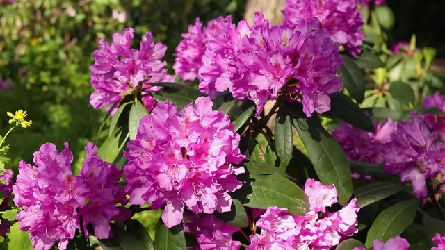 Pink azalia flowers, azalia flower flowering in summer on flowerbed