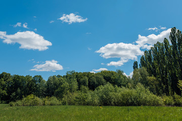 Glade with grass trees and bushes in summer with blue sky