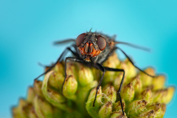 Fly. A beautiful, very small cute black insect poses on a flower for a camera. Macro shooting. High...
