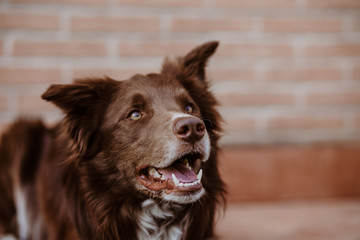 Border collie rosso agility dog obedience cane muso