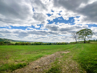 Naklejka premium rural landscape with trees