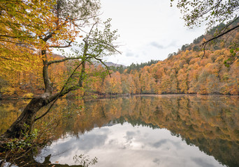 Fototapeta na wymiar The most beautiful colors of autumn in Yedigöller National Park