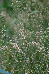 green grass with dew drops