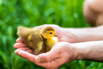 Black and yellow color duckling in a man's hand
