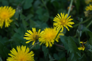 on the meadow in the green young grass blooming bright yellow dandelions background