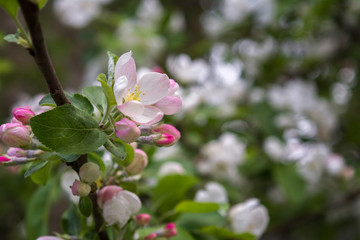 in spring in may the tree bloomed with delicate white Apple blossoms a small fragrant bouquet among the lush green foliage background