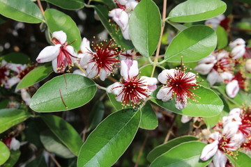 "Pineapple Guava fruit" flowers (or Feijoa, Guavasteen) in St. Gallen, Switzerland. Its scientific name is Acca Sellowiana, native to Brazil, Paraguay, Argentina and Colombia.