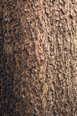 Detail of tree bark texture.Macro photography background.