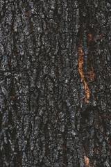 Detail of  burnt tree bark.Macro photography background.