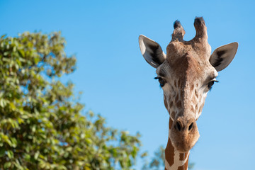 Giraffe