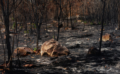 After wildfire  with dust and ashes/area of illegal deforestation. Global warming/Ecology concept.