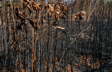 Deforestation of rainforest in Asia.Global warming/Ecology concept background.
