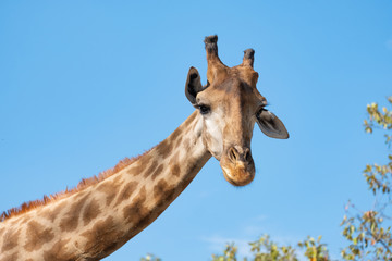 Giraffe