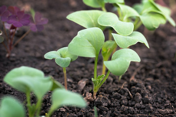 Young vegetable seedlings shows a new life in the garden