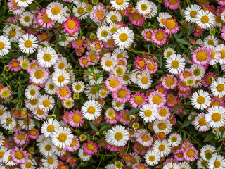 Pink and white wild daisies, spring flower background, Devon, UK. Erigeron karvinskianus aka Mexican fleabane. - 348654315