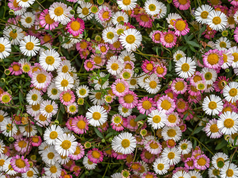 Pink and white wild daisies, spring flower background, Devon, UK. Erigeron karvinskianus aka Mexican fleabane.