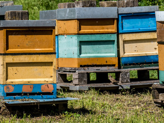 Fototapeta na wymiar Bienen im Anflug auf Bienenkasten