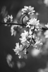 cherry blossom in spring