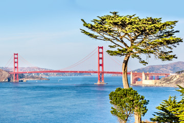 Golden Gate Bridge and a cypress tree