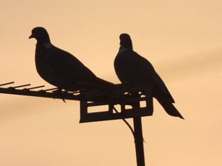 pigeons in sunset