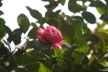 pink rose in garden