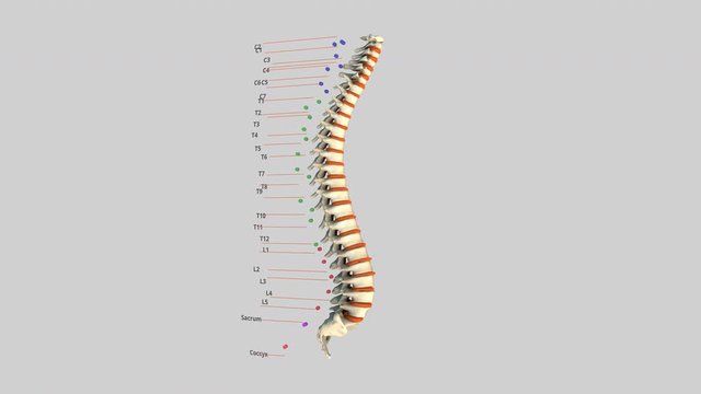  The human spinal column - rotation - 3D model animation on a black background