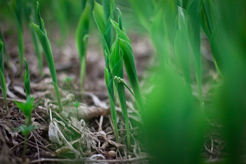 green grass in the morning