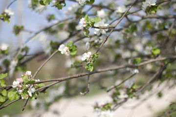 white flowers of apple tree