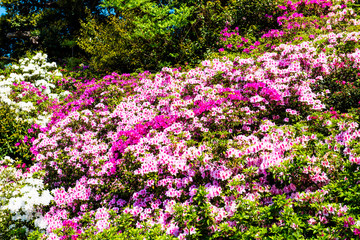Naklejka premium 宝福寺山のツツジ