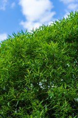 green grass against blue sky
