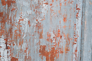 Gray peeling paint on a wooden surface. The texture of cracked paint on the doors close-up. Background of a wooden old board.