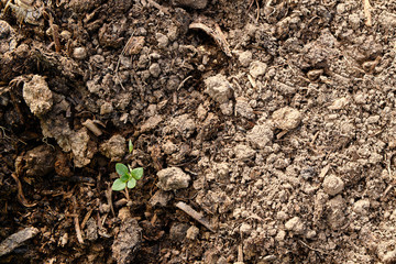 a small green plant alone makes its way through the ground. Copy space image.