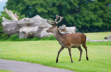 Naklejka na ściany i meble Young red deer crossing a pathway in Killarney national park, Ireland