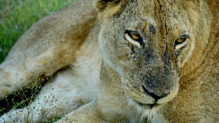 close up portrait of a lioness