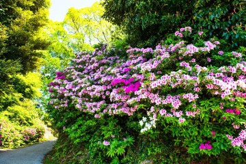 宝福寺山のツツジ