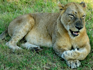 lioness in the grass