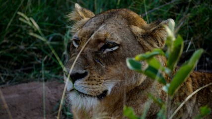 Obraz na płótnie Canvas lioness in the grass