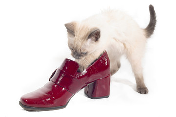 Curious Thai kitten plays with a red lacquered shoe.