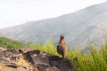 The rock partridge Alectoris graeca birds a bird on a hiking trail in the mountains of Madeira