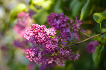  lilac flowers in the sun