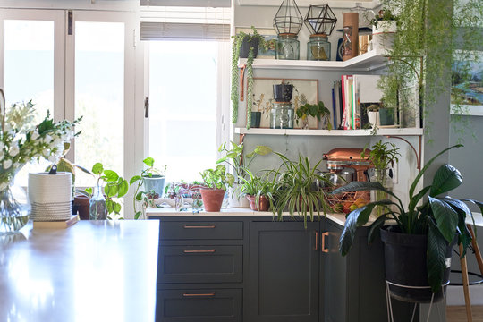 Houseplants in domestic kitchen