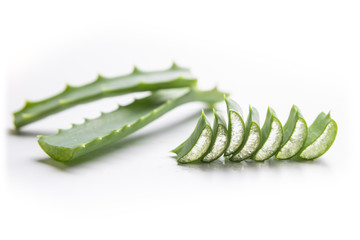 aloe vera plant on a white background