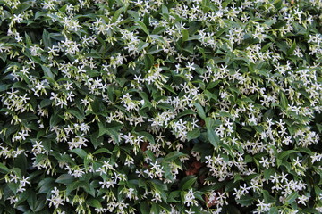 Jasmine flowers  in home