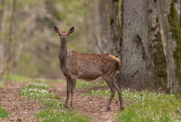 Naklejka na ściany i meble Red deer (Cervus elaphus) female in spring