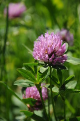 red clover in the grass