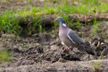 Common Wood Pigeon (Columba palumbus) in ground