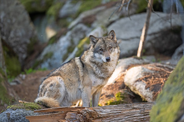 Wolf (Canis lupus) stay on the rock. Calm wolf has a rest on the rock. Hidden predator in the forest