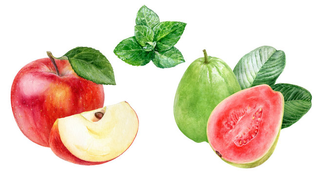 Guava apple composition watercolor illustration isolated on white background