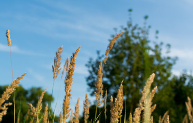 wheat field against blue sky